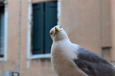 We explore Venice, DSE_8577_b_H490